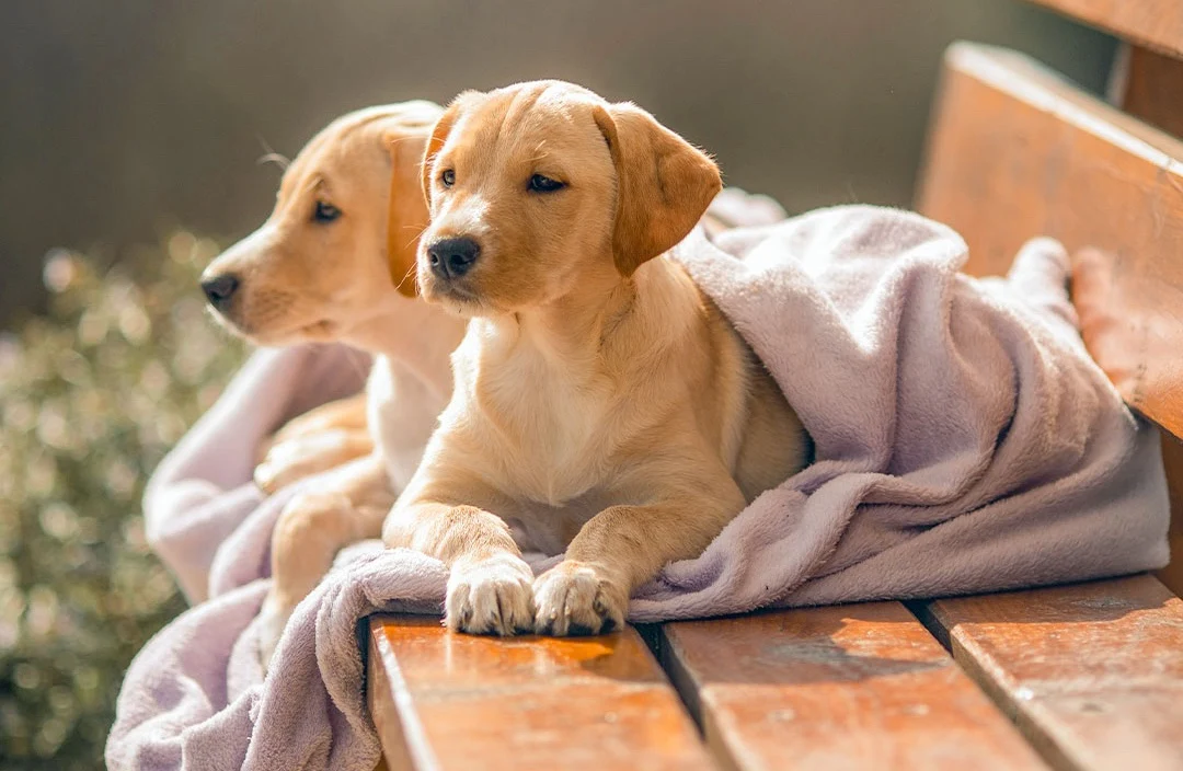 Exotic Nutrition for Every Dog